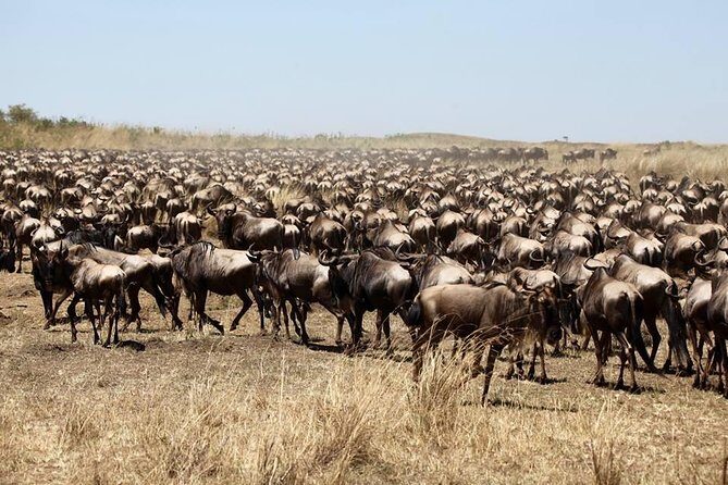 3-Day Masai Mara Luxury Safari - Day 1: first game drive, then sleep to the bush