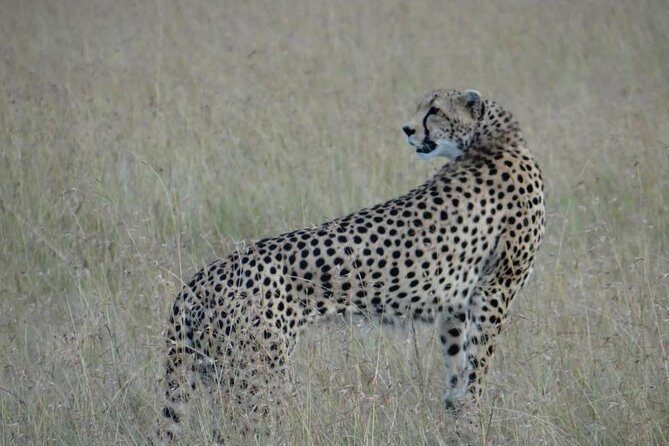 3 Day Masai Mara Safari - Full Day Game Drive: Your Best Shot at Big Five Moments