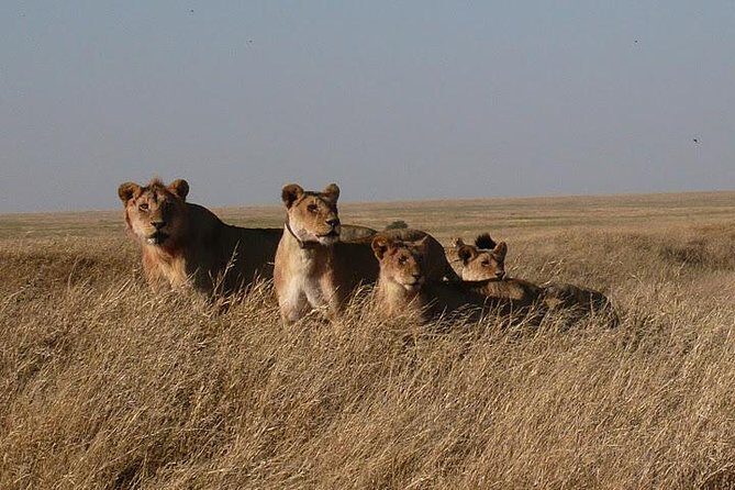 3 Day Masai Mara Safari - Mara Simba Lodge: Meals That Keep You Moving