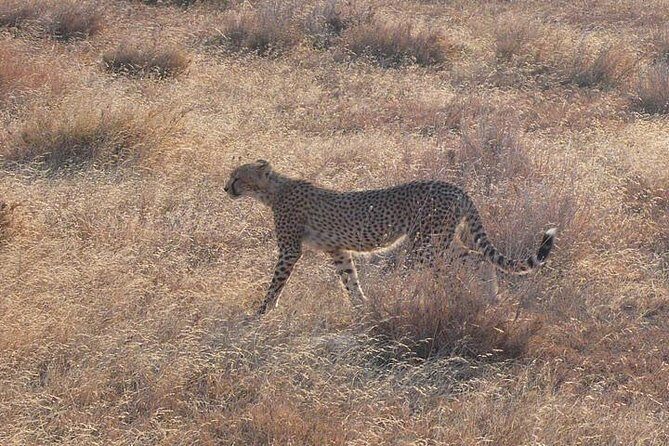 3 Day Masai Mara Safari - Who Should Book This Safari (and Who Might Want More Options)