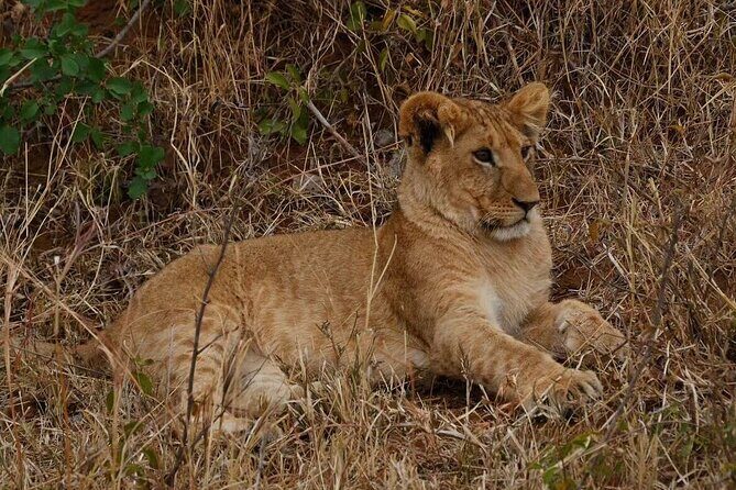 3-Day Masai Mara Safari Tour - Price and Logistics: What $315 Actually Buys You
