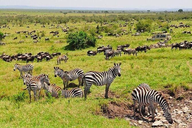 3-Day Masai Mara Safari Tour - Why the Guides Make or Break It (Hallifa and Ambeva show up in the details)