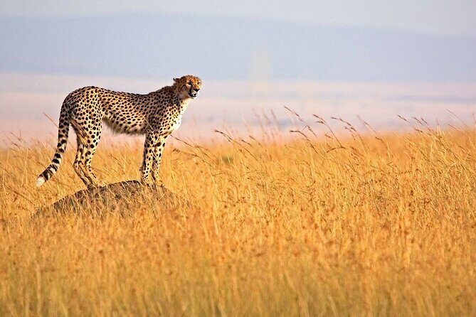 3-Day Masai Mara Safari Tour - What Your Days Look Like in Real Life (and what to watch for)