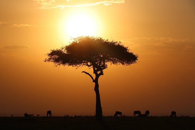 3-day Masai Mara Safari Tour to see the big five and wildebeest migration - Why Maasai Mara Is the Big Deal Here (Big Five + Migration Timing)