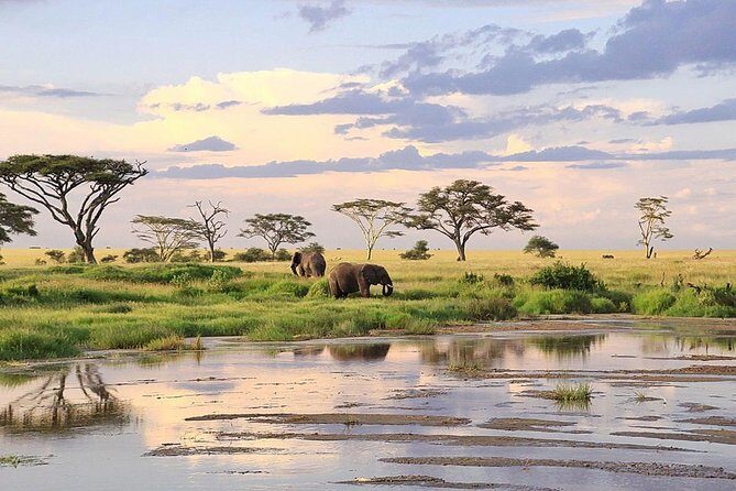 3-day Masai Mara Safari Tour to see the big five and wildebeest migration - Early Morning Cat Hunting, Then Back to Nairobi in One Piece