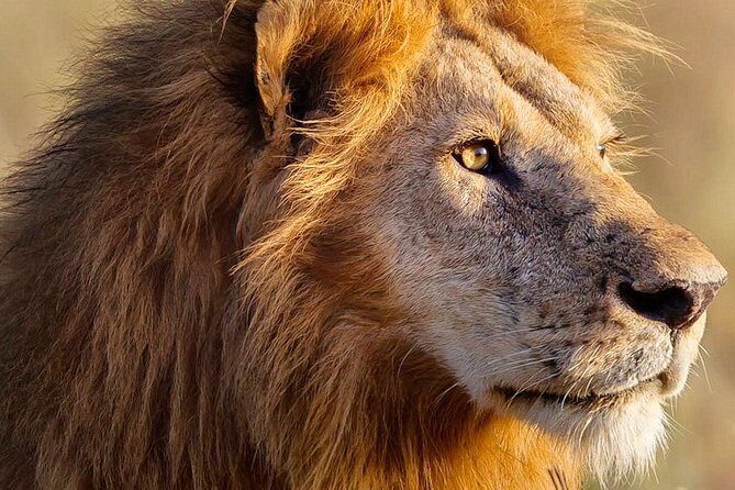 3-day Masai Mara Safari Tour to see the big five and wildebeest migration - Price and Value: Does This $700 Safari Make Sense?