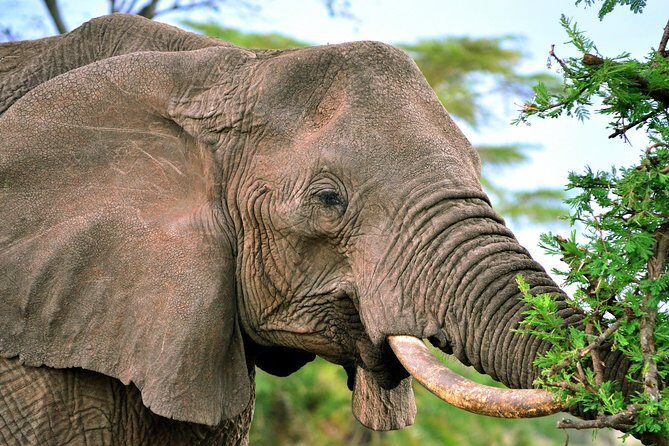 3-day Masai Mara Safari Tour to see the big five and wildebeest migration - The Human Factor: Guides, Vehicles, and the Professional Touch