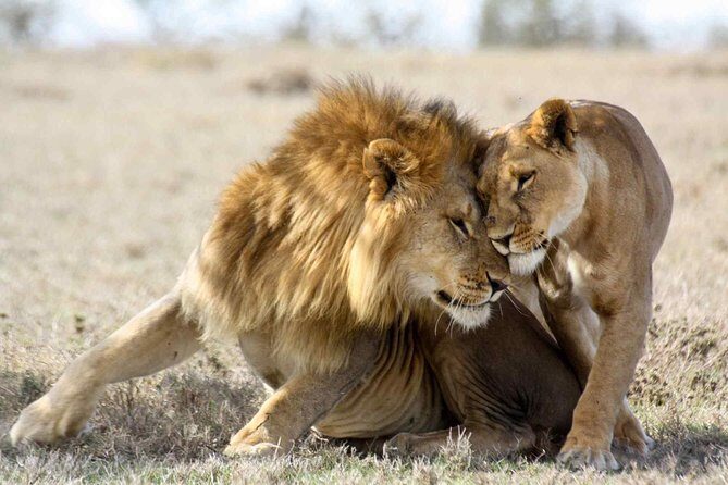3-day Masai Mara Safari Tour to see the big five and wildebeest migration - Who This Maasai Mara Safari Is Best For