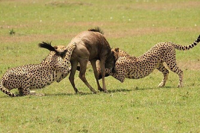 3-Day Masai Mara Safari Tour - Day 2: A Full Masai Mara Day With Picnic Lunch and Camp Overnight