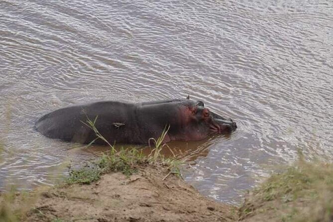 3 Day Private 4x4 Jeep Tour in Masai Mara Safari - Day 3: dawn for big cats, then back to Nairobi
