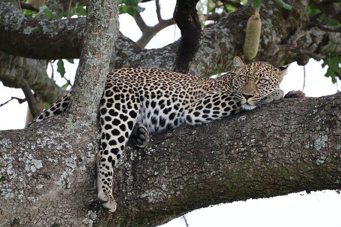 3 Day Private Tour in Maasai Mara with Lodge Luxury with Jeep - Where You Sleep: Classic Jambo Mara Safari Lodge, Right in the Mix