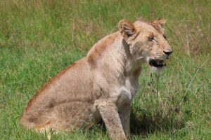 3 Day Private Tour in Maasai Mara with Lodge Luxury with Jeep - Day 1: Nairobi Market, Rift Valley Views, Then Your First Maasai Mara Drive
