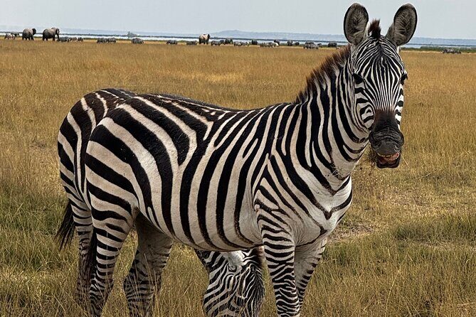3 Day Private Tour in Maasai Mara with Lodge Luxury with Jeep - Day 2 in Maasai Mara: The Long Game-Drive Day With Big Five Focus