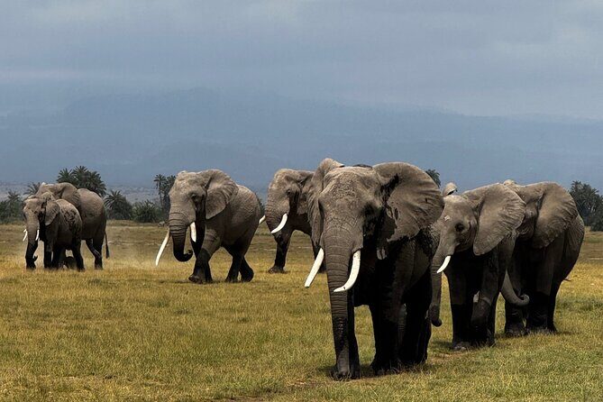 3 Day Private Tour in Maasai Mara with Lodge Luxury with Jeep - Day 3: Maasai Village Visit, Then the Return Toward Nairobi