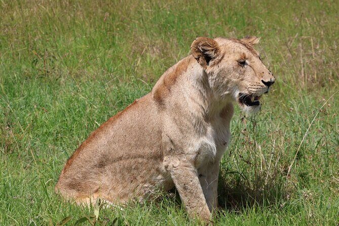 3 Day Private Tour in Maasai Mara with Lodge Luxury with Jeep - Value Check: Big Inclusions, Clear Non-Inclusions