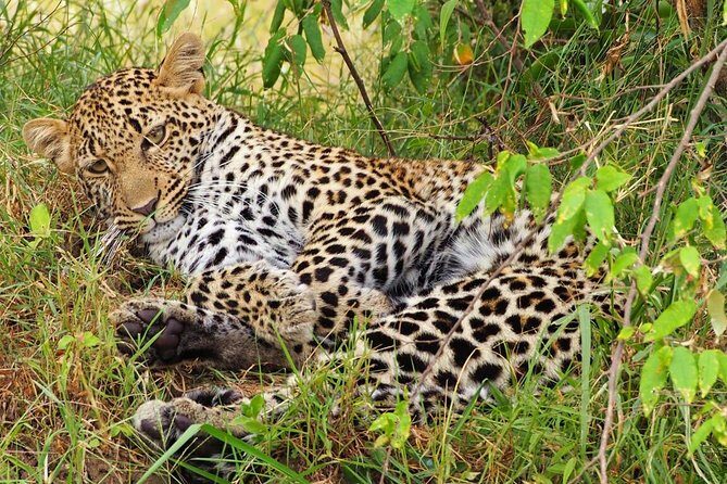 3 days 2 nights budget group safari to Maasai Mara National Reserve - Getting From Nairobi to the Rift Valley in a Pop-Roof Van