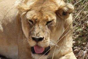 3 days 2 nights budget group safari to Maasai Mara National Reserve - Day 1: Great Rift Valley View Point, Lunch, and a Sunset Game Drive