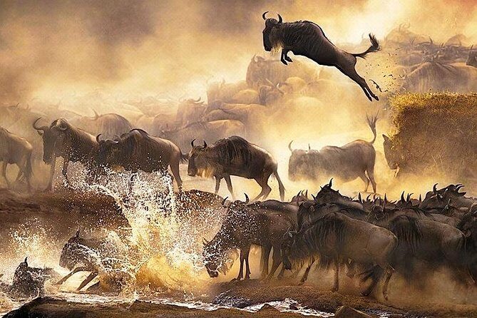 3 days 2 nights budget group safari to Maasai Mara National Reserve - Day 3: Early Breakfast, Optional Maasai Culture, and Back to Nairobi