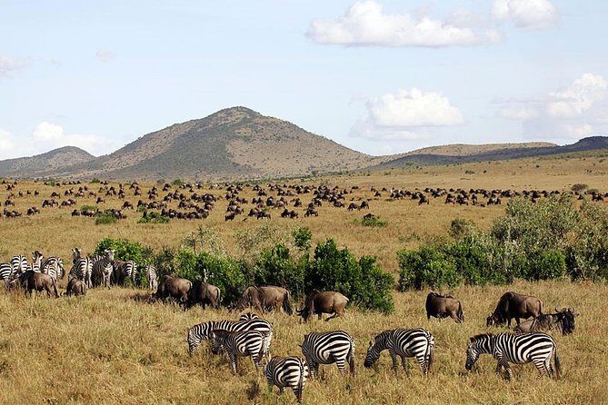 3 days 2 nights budget group safari to Maasai Mara National Reserve - Big Five Goals, Big Moments: Setting Realistic Wildlife Expectations