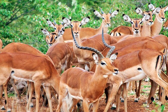3 Days, 2 Nights Safari - Amboseli National Park and Tsavo West Adventure Safari - Day 3 in Amboseli: Observation Hill for true 360-degree views