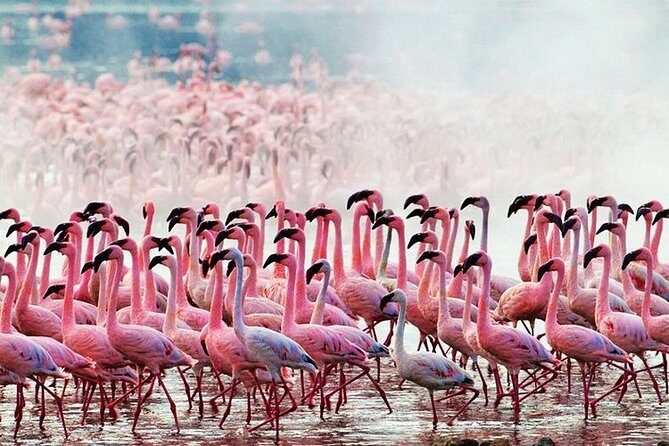 3 Days, 2 Nights Safari - Amboseli National Park and Tsavo West Adventure Safari - Wildlife spotting reality check (and how to use that pop-up roof)