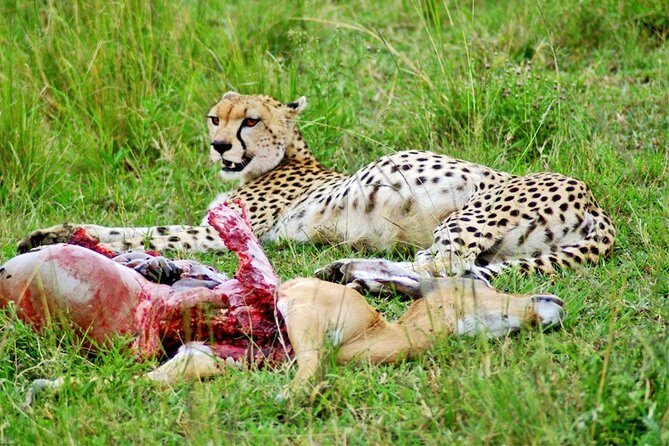 3 Days, 2 Nights Safari - Amboseli National Park and Tsavo West Adventure Safari - Price and inclusions: where the value really comes from