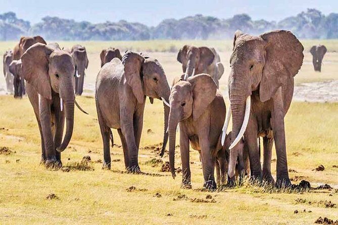 3 Days, 2 Nights Safari - Amboseli National Park and Tsavo West Adventure Safari - Comfort, timing, and what to pack for these long drives