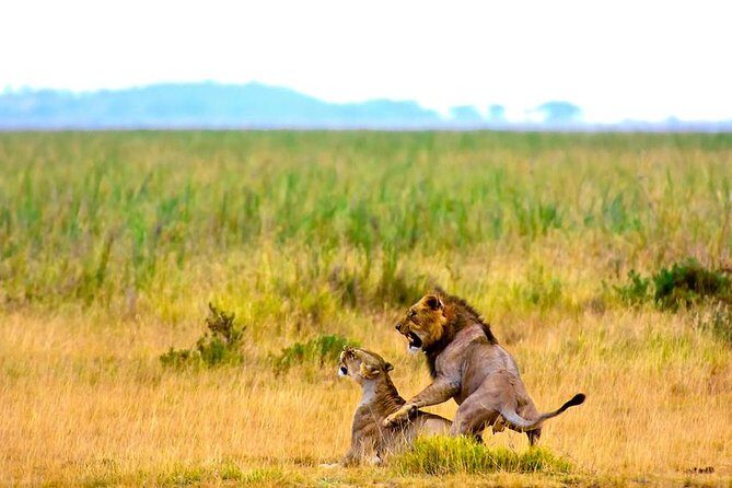 3 days, 2 nights safari to Amboseli National park from Nairobi - Amboseli’s five habitats: why the park keeps changing