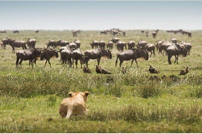 3 Days adventurous Maasai Mara Budget Group Safari - Maasai Mara in 3 days: pace, expectations, and where the time goes