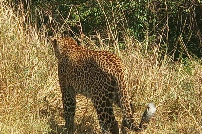 3 Days adventurous Maasai Mara Budget Group Safari - Camp reality check: tented lodging with hot showers, plus possible limitations