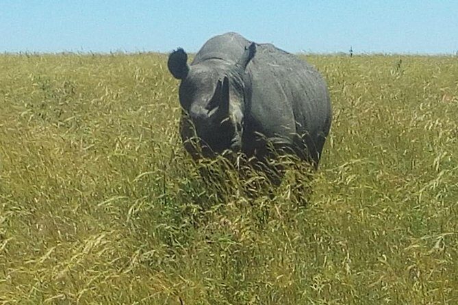 3 Days adventurous Maasai Mara Budget Group Safari - Guides and crew: why the human part matters here