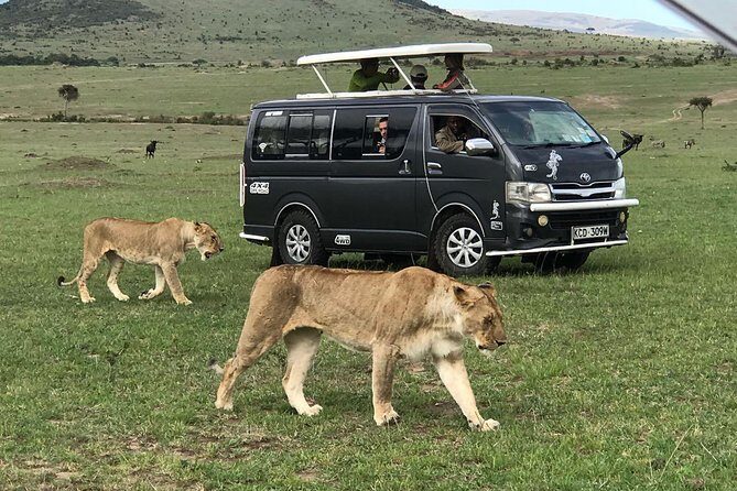 3 Days adventurous Maasai Mara Budget Group Safari - Day 1: arrive for an evening game drive, then settle into Miti Mingi Eco Camp