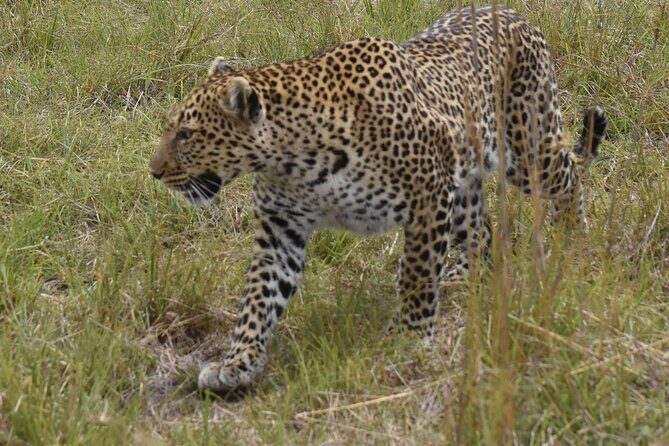 3 Days Gamedrive Safari In Masai Mara From Nairobi - Getting Into the Reserve: Timing, Lunch, and That First Big-Drive Moment