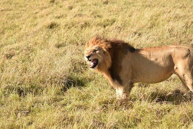 3 Days Gamedrive Safari In Masai Mara From Nairobi - Day 3: Early Morning Drive, Full Breakfast, and Back to Nairobi