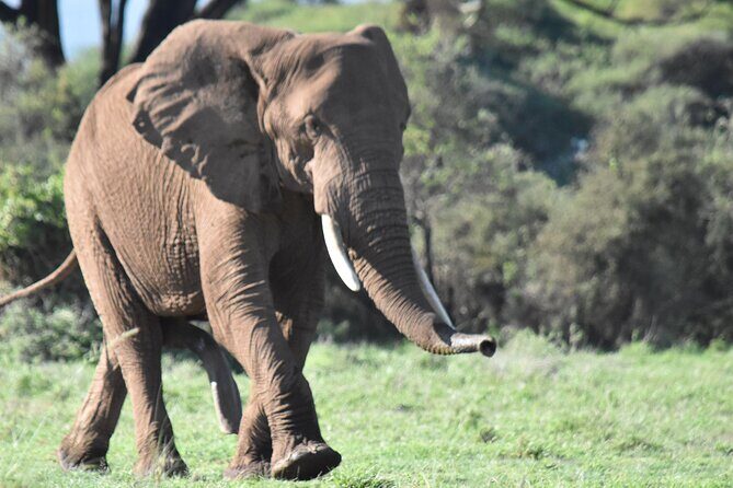 3 Days Gamedrive Safari In Masai Mara From Nairobi - Wildlife Odds: How Timing and a Small Group Actually Help