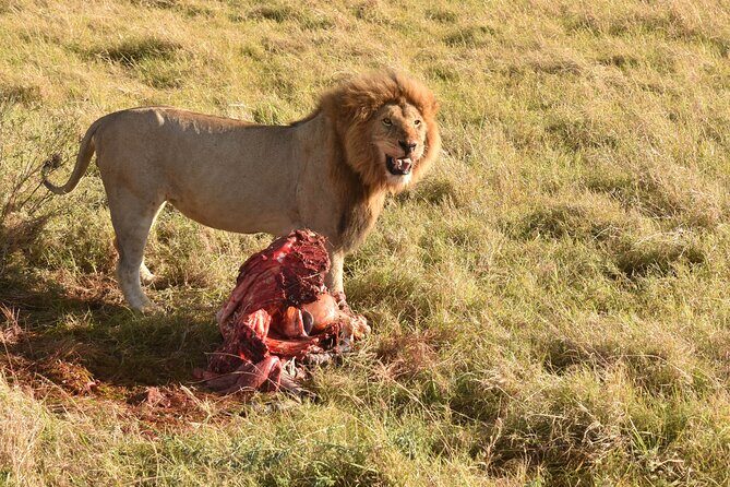 3 Days Gamedrive Safari In Masai Mara From Nairobi - Price and Value: Is $555 a Fair Deal?