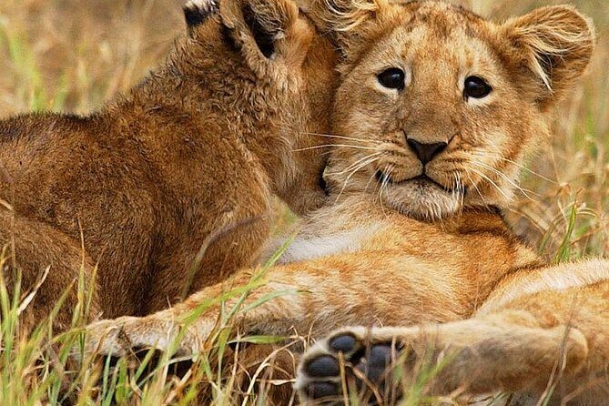 3 days group joining safari to Maasai Mara with a Land Cruiser Jeep - Jeep safari days: why the pacing boosts your odds