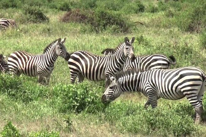 3 days group joining safari to Maasai Mara with a Land Cruiser Jeep - Day 1: arrival, check-in, and that first wildlife window