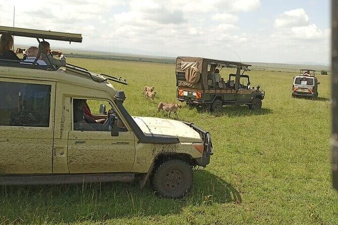 3 days group joining safari to Masai Mara with a Land CruiserJeep - Day 2: 7:00 am start, full-day Mara viewing, and hippos at the Mara River