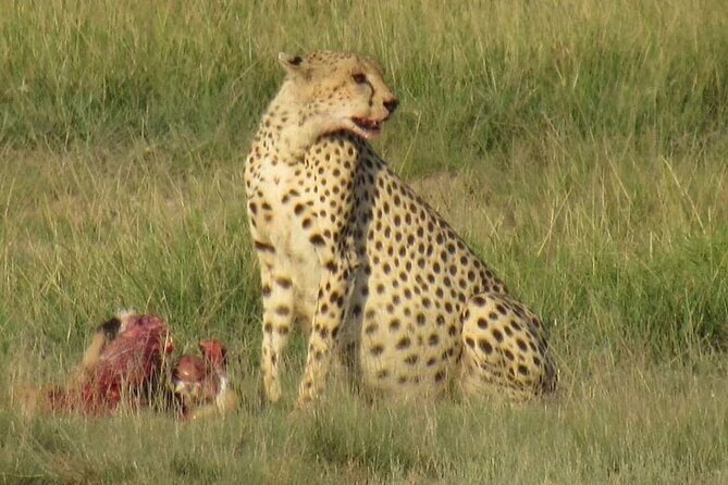3 days group joining safari to Masai Mara with a Land CruiserJeep - Day 3: breakfast, optional village visit, and the Nairobi return drive