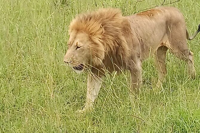 3 days group joining safari to Masai Mara with a Land CruiserJeep - Guides, group vibe, and what to expect from the day-by-day pace