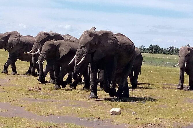 3 days group joining safari to Masai Mara with a Land CruiserJeep - Who this Maasai Mara join-group safari fits best