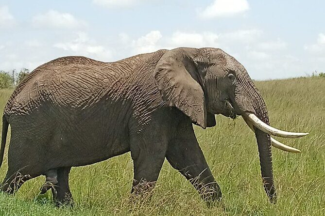3 days group joining safari to Masai Mara with a Land CruiserJeep - Tented camp comfort in Miti Mingi camp (or similar) and what ensuite means