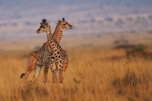 3 Days Maasai Mara Guided Safari from Nairobi - Two nights in ensuite tents: real comfort for a reserve stay