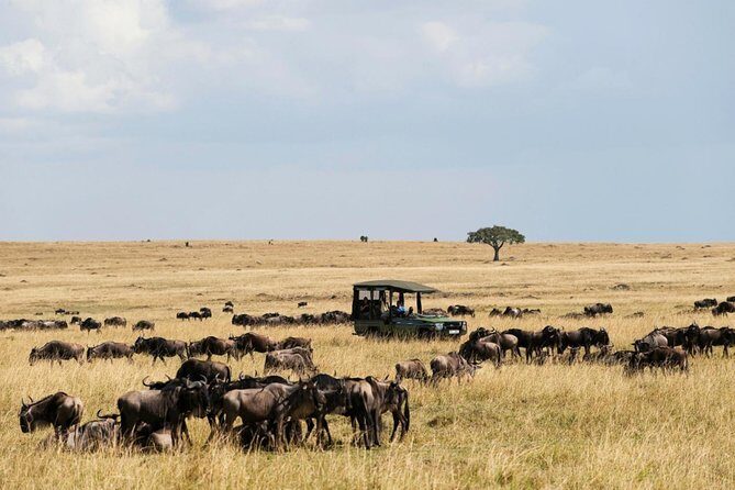 3 Days Maasai Mara Guided Safari from Nairobi - Masai village visit and the Ololaimutiek option on Day 3