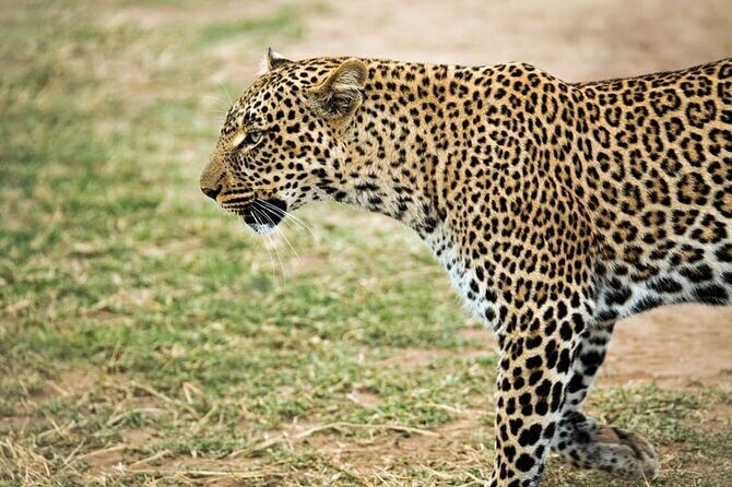 3 Days Maasai Mara Small Group Safari in a 4 x4 Land Cruiser Jeep - Tent Camp Comfort: En-Suite Tents, Electricity Nights, and Real Budget Trade-Offs