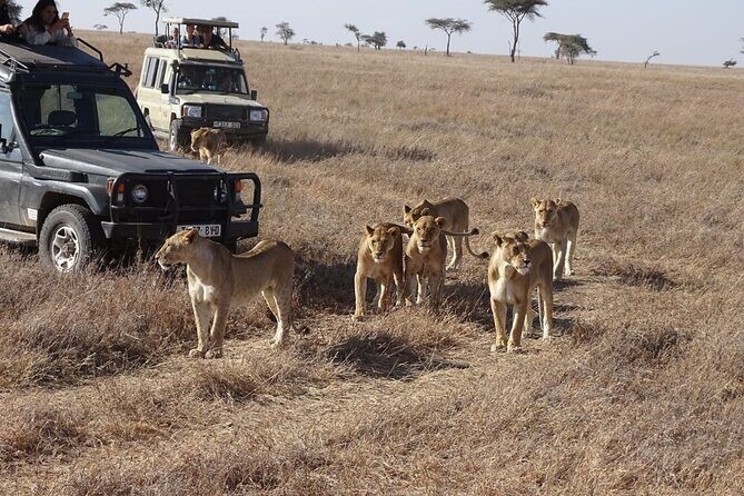 3 Days Maasai Mara Small Group Safari in a 4 x4 Land Cruiser Jeep - Who This Safari Is Best For (and Who Should Skip It)