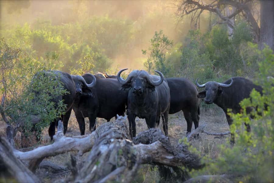 3 Days Maasai Mara Small Group Safari- Jambo Mara Lodge - Getting from Nairobi to the Mara: Rift Valley views and an early start