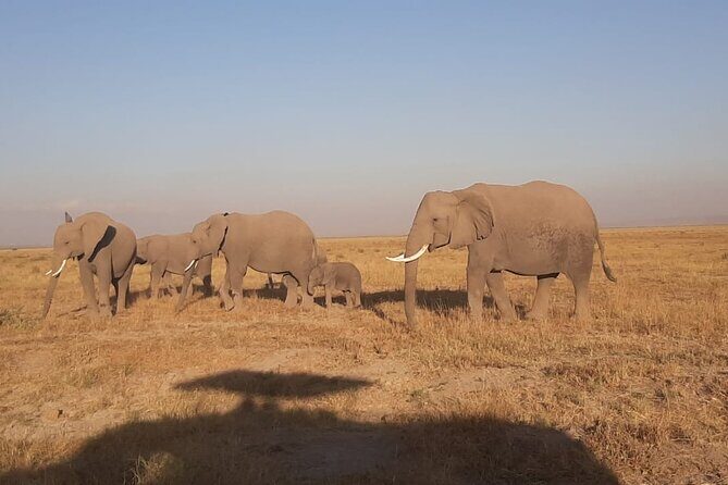 3-Days Maasai Mara unforgettable Adventure- Jeep Private Safari - Park Fees, Meals, Transfers, and the Real Value of $1,892.31