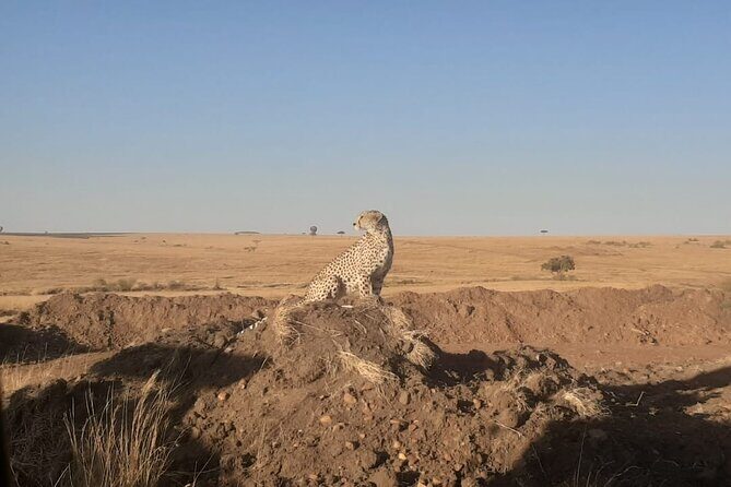 3-Days Maasai Mara unforgettable Adventure- Jeep Private Safari - How Weather, Timing, and Real Safari Reality Affect Your Odds